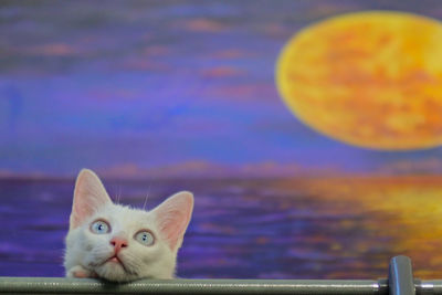 Close-up portrait of cat against blue sky