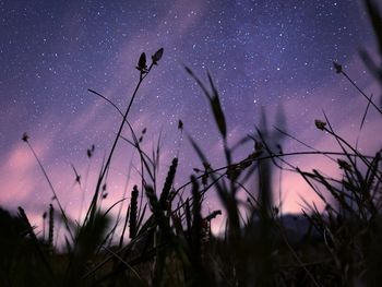 Low angle view of silhouette plants against sky at night