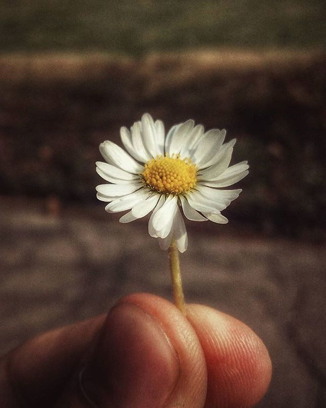 flower, petal, person, flower head, fragility, freshness, holding, single flower, one person, daisy, white color, close-up, focus on foreground, pollen, part of, beauty in nature, cropped, human finger, nature