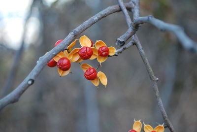 Close-up of red berries on tree