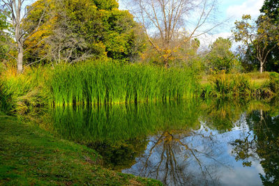 Reflection of trees in water