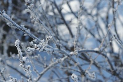 Close-up of frozen branch