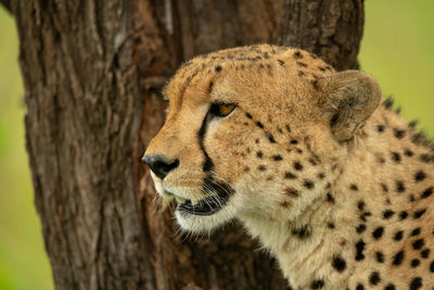 Close-up of cheetah staring past tree trunk