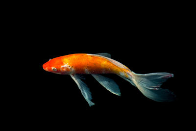 Close-up of fish in sea against black background