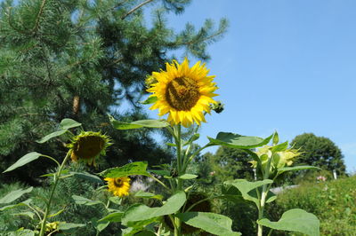 Close-up of sunflower on plant against sky