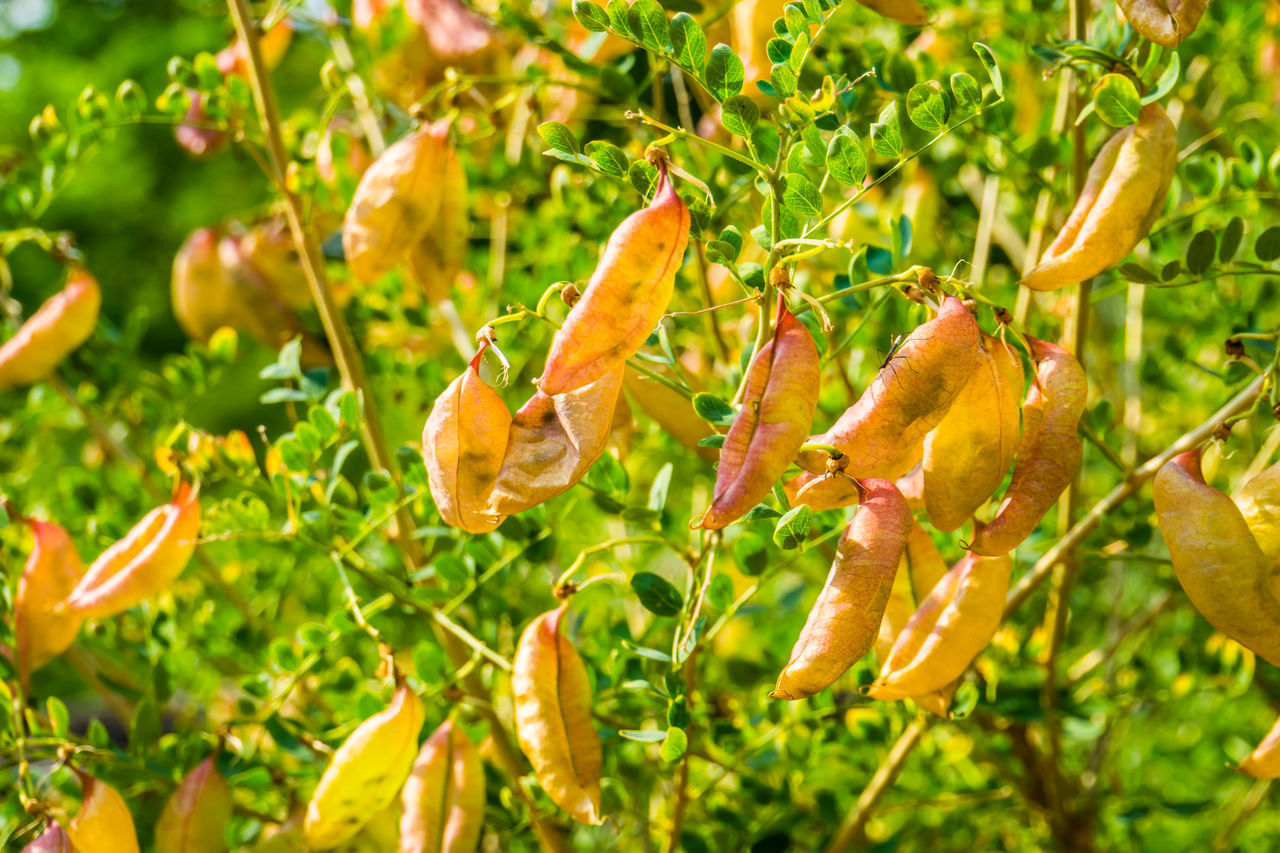 CLOSE-UP OF ORANGE FLOWERS ON PLANT