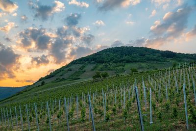 Scenic view of vineyard against sky during sunset