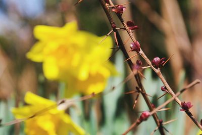 Close-up of plant against blurred background