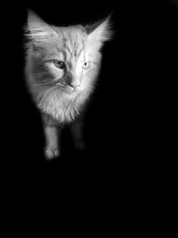 Portrait of white cat against black background