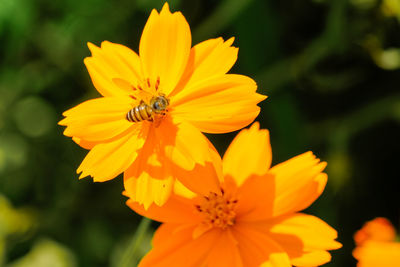 Close-up of insect on yellow flower