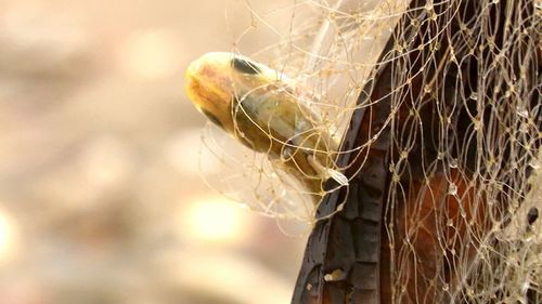 Close-up of snake