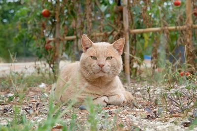 Portrait of a cat on field