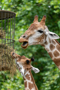 Close-up of giraffe