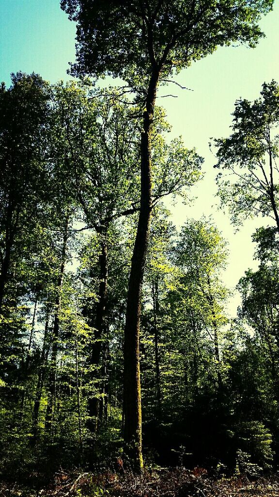 tree, growth, tranquility, tree trunk, forest, branch, low angle view, nature, tranquil scene, beauty in nature, green color, scenics, woodland, clear sky, lush foliage, non-urban scene, sunlight, day, sky, outdoors