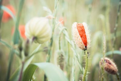 Close-up of flowers against blurred background