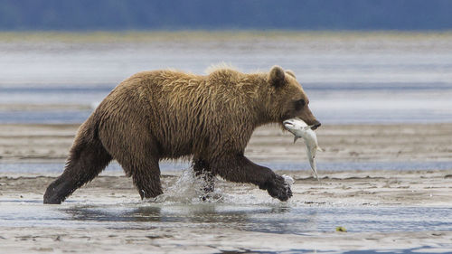 Brown bear in shallow water