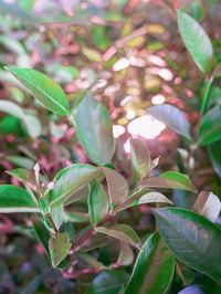 Close-up of plant leaves