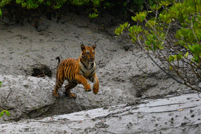 The tiger leap