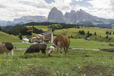 Animal grazing in a field