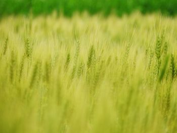 Full frame of wheat crop