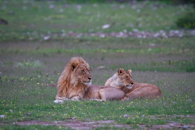 Lion and lioness relaxing on field