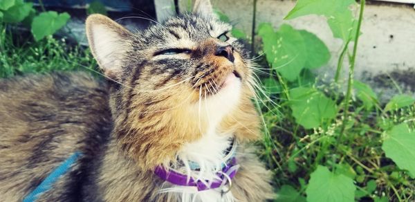 Close-up of a cat on field