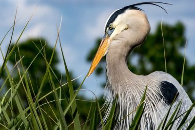 Profile view of great blue heron amidst grass