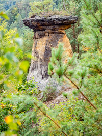 Close-up of tree trunk