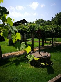 Trees in park against sky