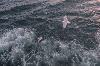 High angle view of man swimming in sea