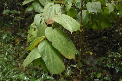 Close-up of fresh green plants