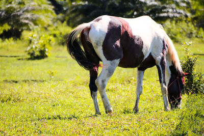 Horse grazing in a field