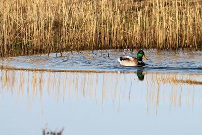 View of duck swimming in lake