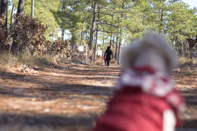 Rear view of man walking in forest