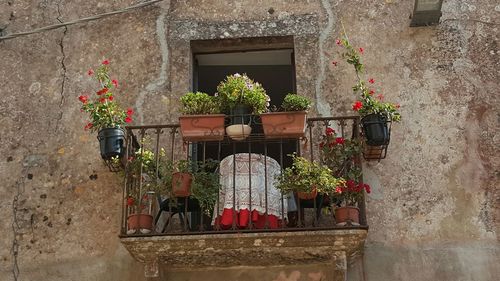 Low angle view of potted plants in old building balcony