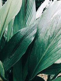 Close-up of wet plant leaves