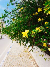 Close-up of yellow flower tree