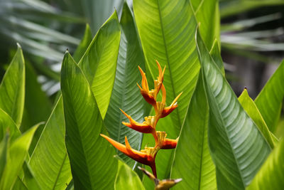 Close-up of green leaf on plant