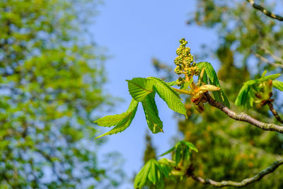 Close-up of flowering plant against sky