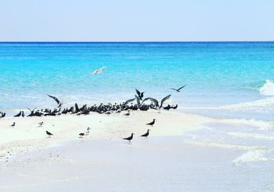 Birds flying over sea against clear sky
