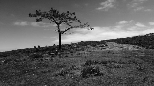 Low angle view of trees on field against sky