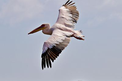 Pelican spreading his wings