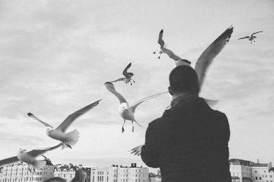 Rear view of young birds flying against sky