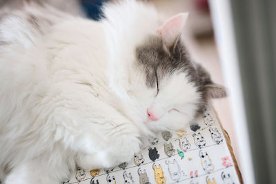 White cat sleeping on a shelf