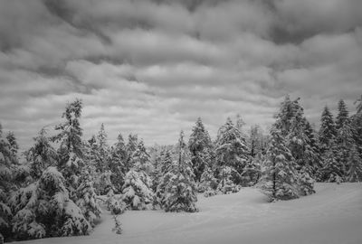 Pine trees on snow covered land against sky