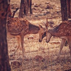 Deer in a field