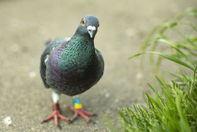 Close-up of bird