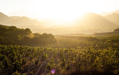 Scenic view of vineyard against sky