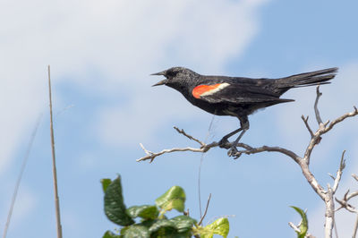 Low angle view of birds perched against clear sky