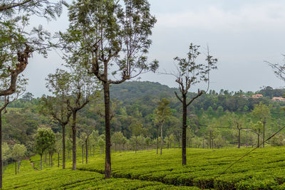 Trees on field against sky